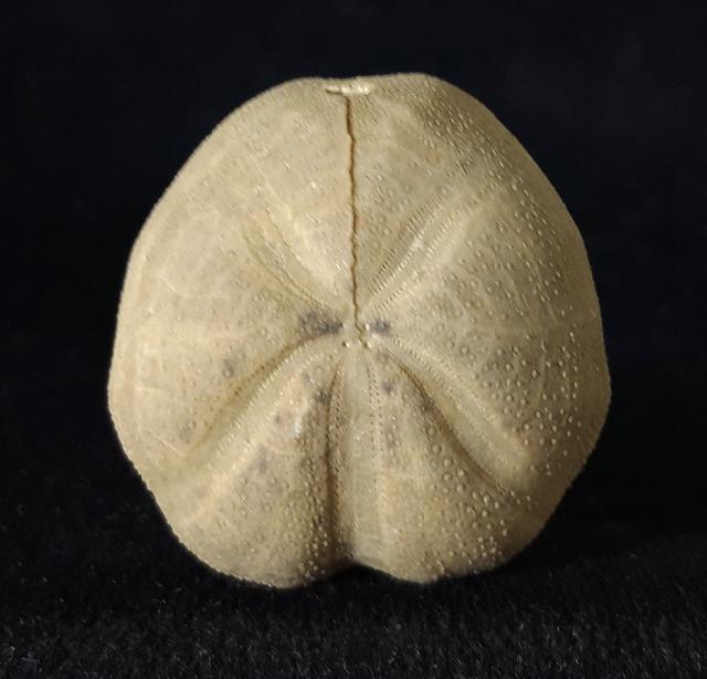 Pliotoxaster buitronae FORNER & VALLS 2019 - Bild © FossNet FossilienStore